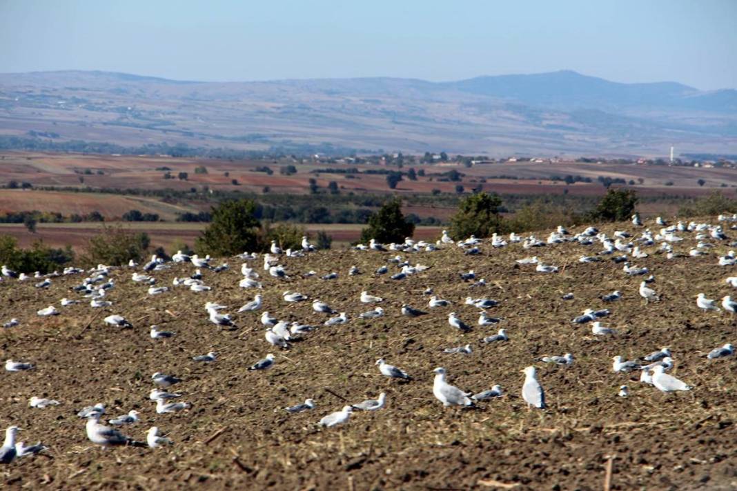 'Katil martı' paniği: Güvercinleri kurabiye gibi yiyorlar! 21